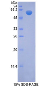 Figure 1. SDS-PAGE