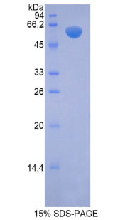 Figure 1. SDS-PAGE