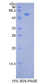 Figure 1. SDS-PAGE