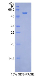 Figure 1. SDS-PAGE