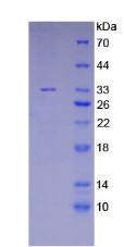 Figure 3. SDS-PAGE
