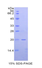 Figure 1. SDS-PAGE