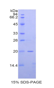 Figure 1. SDS-PAGE