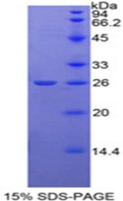 Figure 1. SDS-PAGE