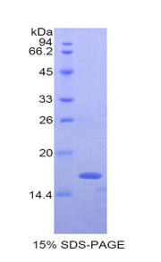 Figure 1. SDS-PAGE