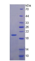 Figure 2. SDS-PAGE