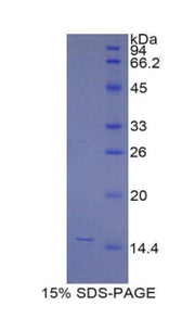 Figure 1. SDS-PAGE