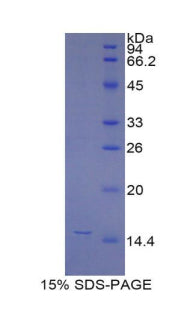 Figure 1. SDS-PAGE