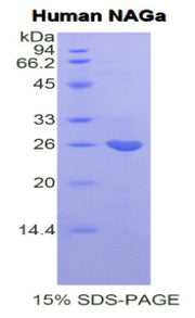 Figure 1. SDS-PAGE