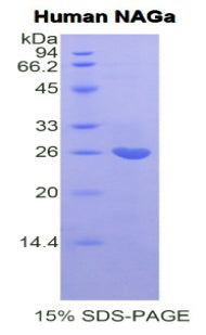 Figure 1. SDS-PAGE