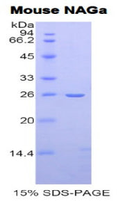 Figure 1. SDS-PAGE