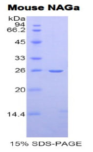 Figure 1. SDS-PAGE