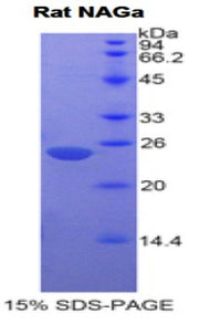 Figure 1. SDS-PAGE