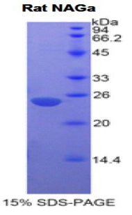 Figure 1. SDS-PAGE