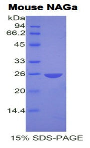 Figure 1. SDS-PAGE