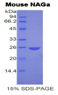 Figure 1. SDS-PAGE