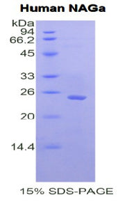 Figure 1. SDS-PAGE