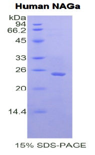 Figure 1. SDS-PAGE