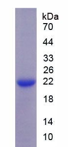 Figure 2. SDS-PAGE