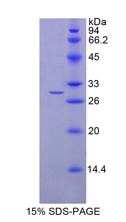 Figure 1. SDS-PAGE