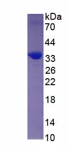Figure 1. SDS-PAGE