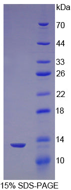 Figure 1. SDS-PAGE