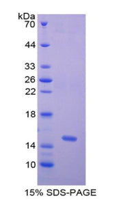 Figure 1. SDS-PAGE