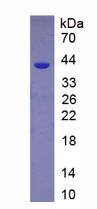 Figure 1. SDS-PAGE