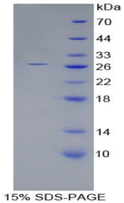 Figure 1. SDS-PAGE