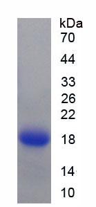 Figure 1. SDS-PAGE