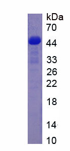 Figure 1. SDS-PAGE