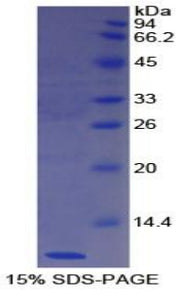 Figure 1. SDS-PAGE