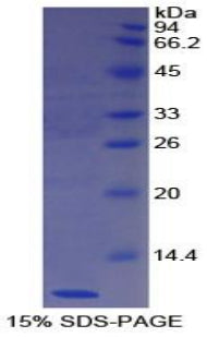 Figure 1. SDS-PAGE