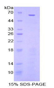 Figure 1. SDS-PAGE