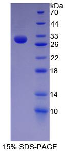 Figure 1. SDS-PAGE