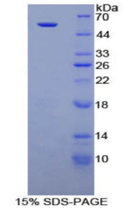 Figure 1. SDS-PAGE