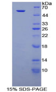 Figure 1. SDS-PAGE