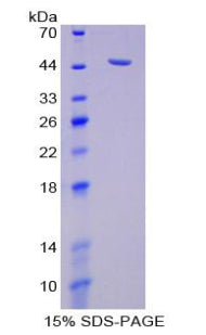 Figure 1. SDS-PAGE