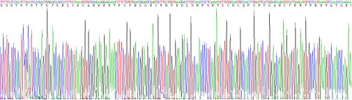 Prokaryotic Mouse Neuregulin 1