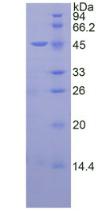 Figure 3. SDS-PAGE