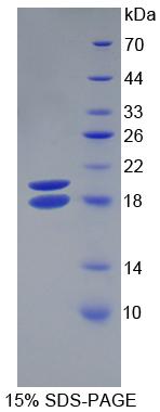 Figure 1. SDS-PAGE