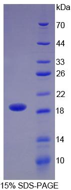 Figure 1. SDS-PAGE