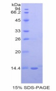 Figure 1. SDS-PAGE
