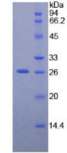 Figure 2. SDS-PAGE