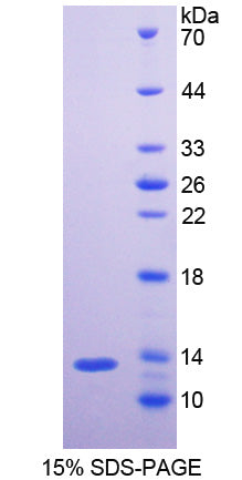 Figure 1. SDS-PAGE