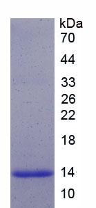Figure 2. SDS-PAGE