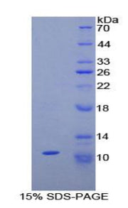 Figure 1. SDS-PAGE