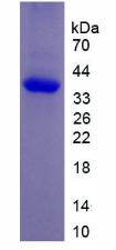 Figure 2. SDS-PAGE