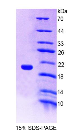 Figure 1. SDS-PAGE