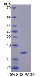 Figure 1. SDS-PAGE